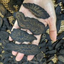 肉苁蓉/大芸切片足干片无硫磺，切片