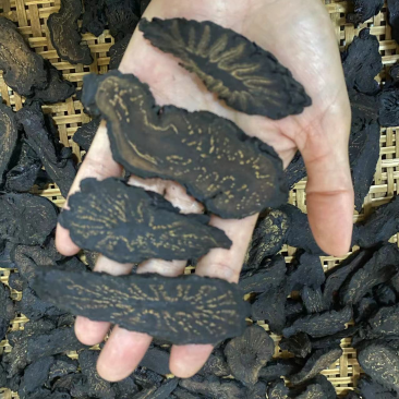肉苁蓉/大芸切片足干片无硫磺，切片