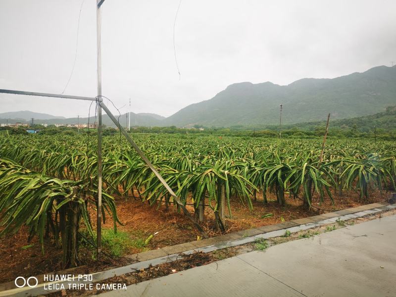 广州从化区火龙果场，自产自销，红心火龙果，一件代发，团购