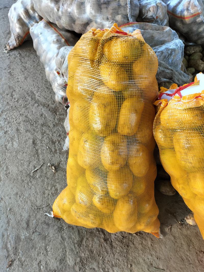 滕州精品4两以上大青头土豆，产地直销，欢迎选购。