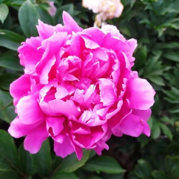 ～银边绣红袍～芍药鲜切花，菏泽种植基地，自家花田现要现采