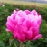 ～银边绣红袍～芍药鲜切花，菏泽种植基地，自家花田现要现采
