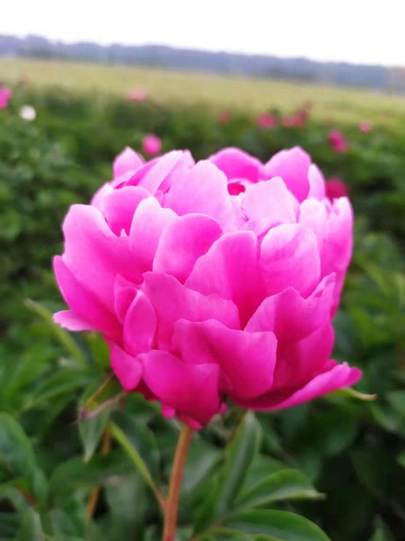 ～银边绣红袍～芍药鲜切花，菏泽种植基地，自家花田现要现采