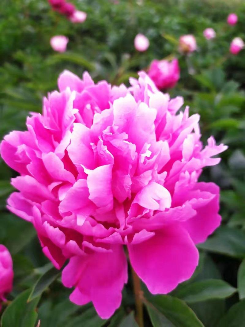 ～银边绣红袍～芍药鲜切花，菏泽种植基地，自家花田现要现采