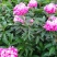 ～银边绣红袍～芍药鲜切花，菏泽种植基地，自家花田现要现采