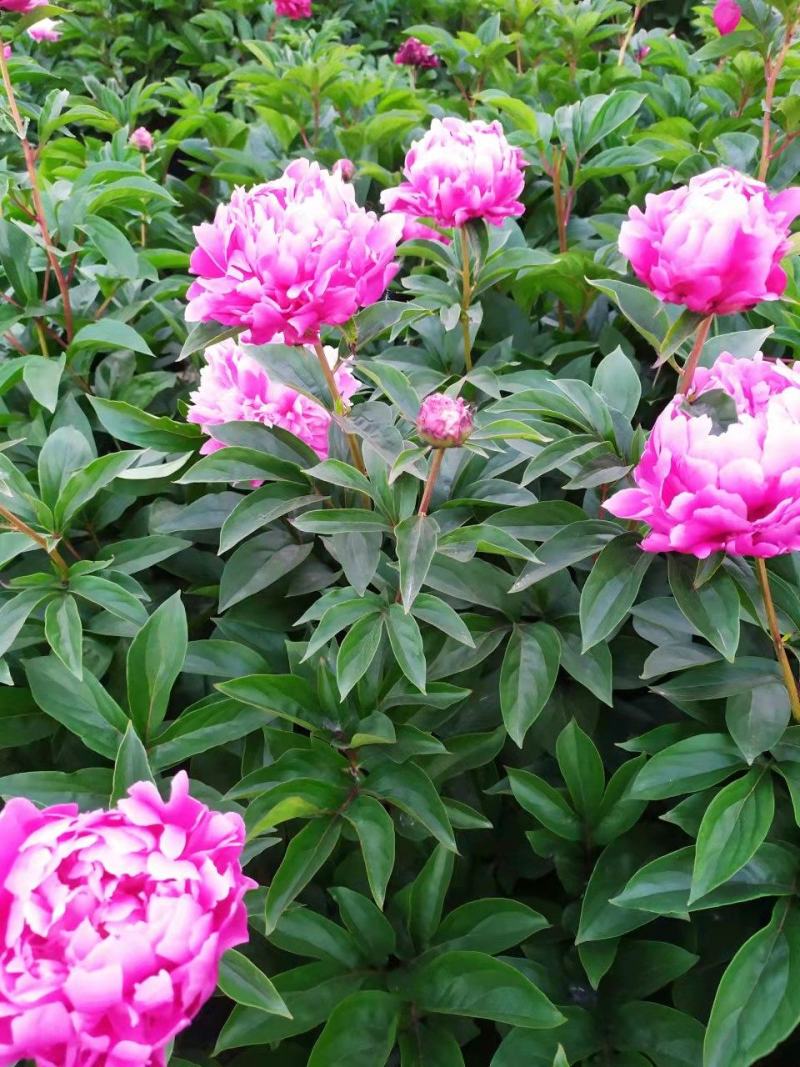 ～银边绣红袍～芍药鲜切花，菏泽种植基地，自家花田现要现采