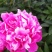 ～银边绣红袍～芍药鲜切花，菏泽种植基地，自家花田现要现采