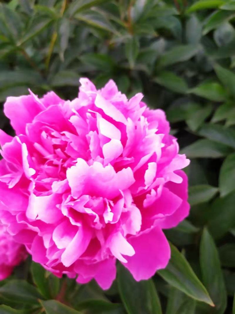 ～银边绣红袍～芍药鲜切花，菏泽种植基地，自家花田现要现采