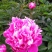 ～银边绣红袍～芍药鲜切花，菏泽种植基地，自家花田现要现采