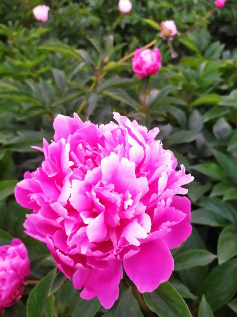 ～银边绣红袍～芍药鲜切花，菏泽种植基地，自家花田现要现采
