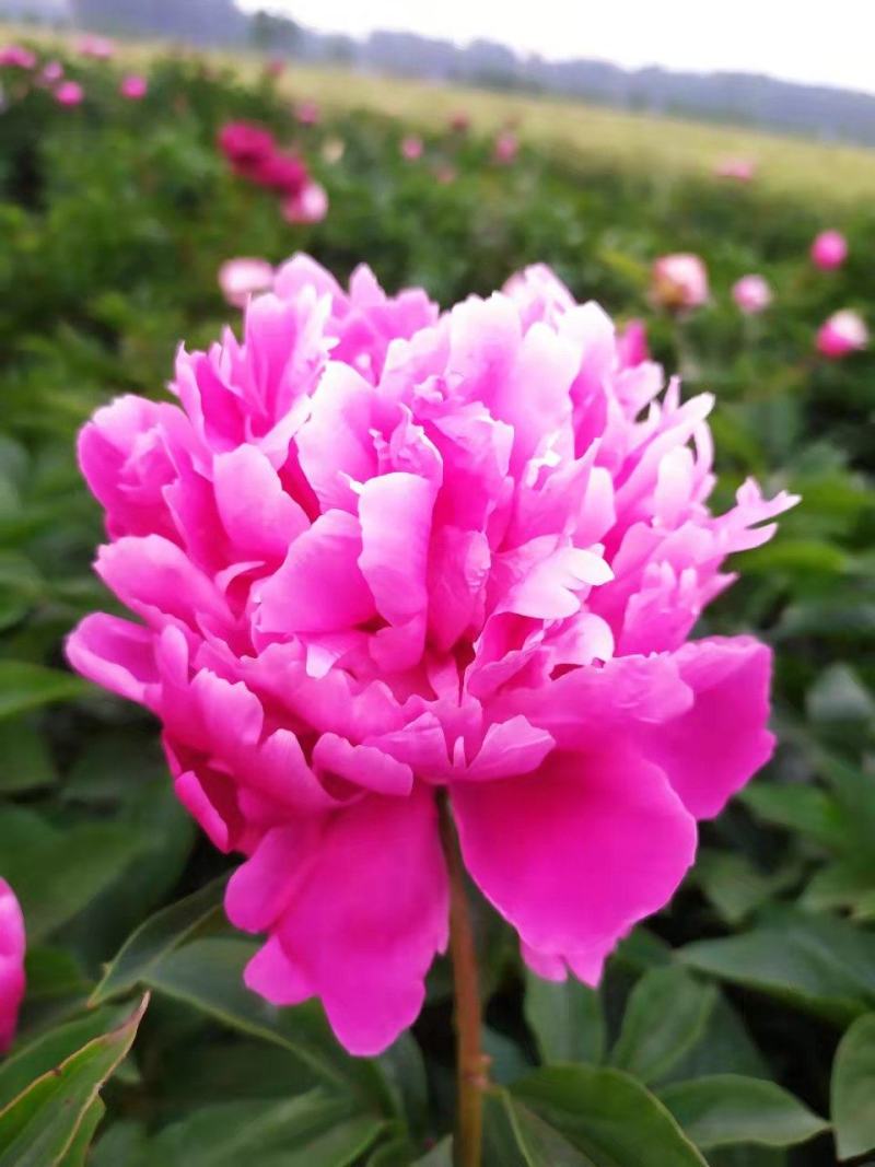 ～银边绣红袍～芍药鲜切花，菏泽种植基地，自家花田现要现采