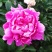 ～银边绣红袍～芍药鲜切花，菏泽种植基地，自家花田现要现采