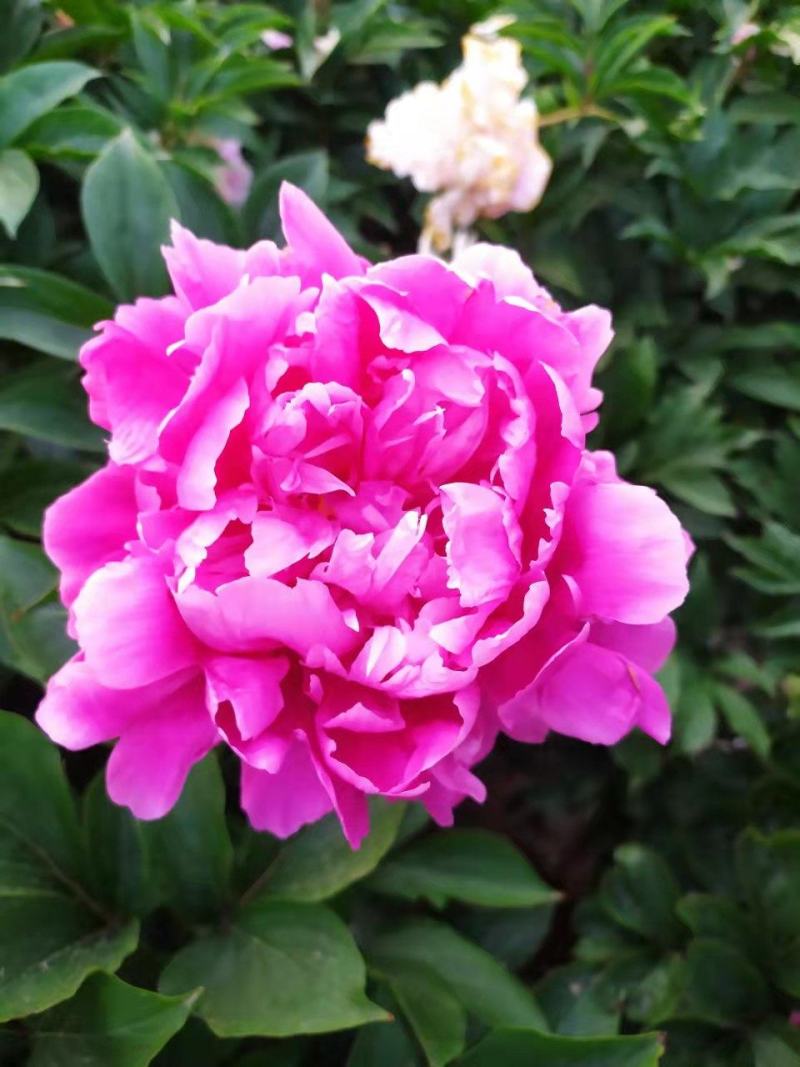 ～银边绣红袍～芍药鲜切花，菏泽种植基地，自家花田现要现采