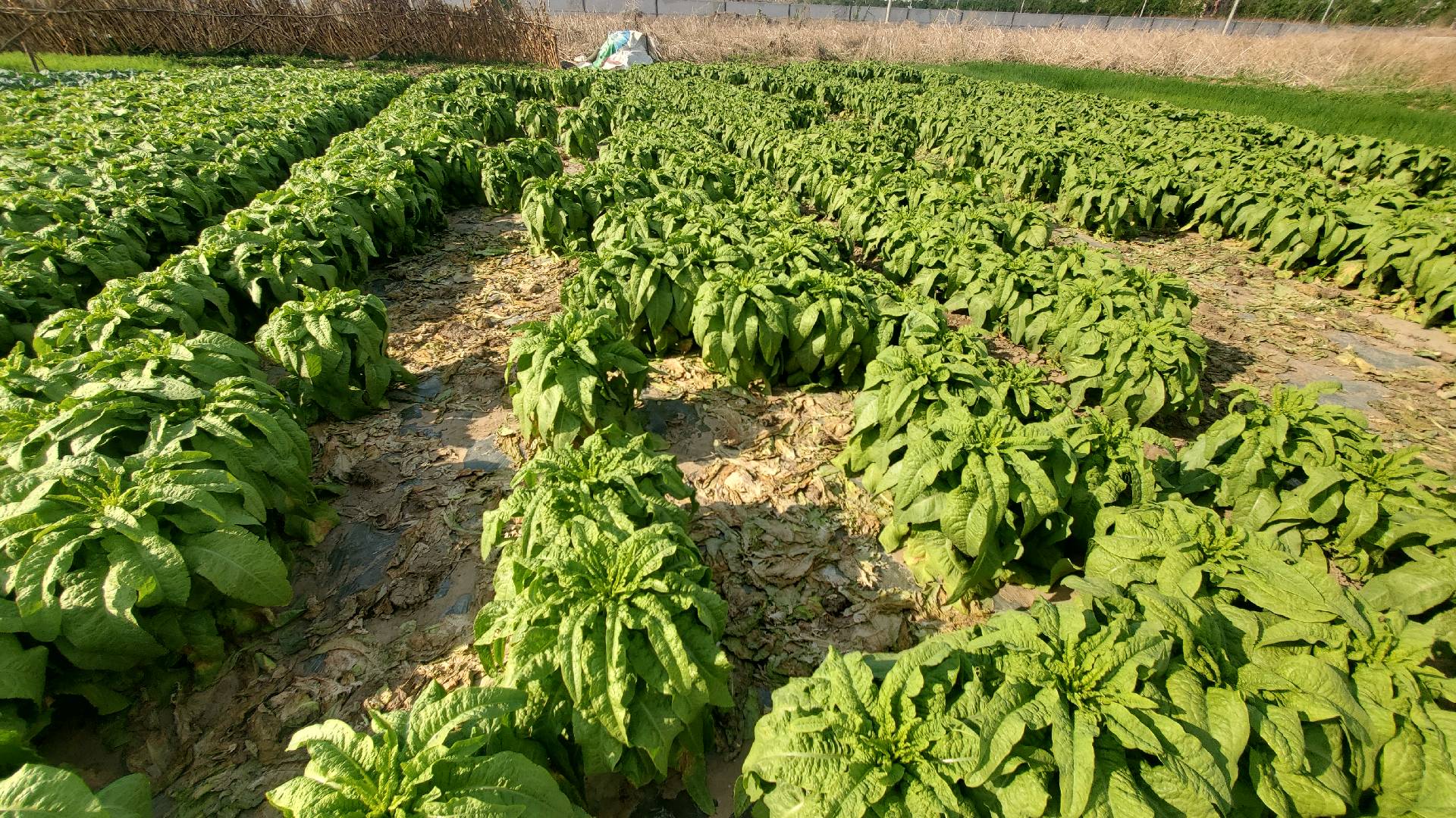 尖叶莴笋植株全景图