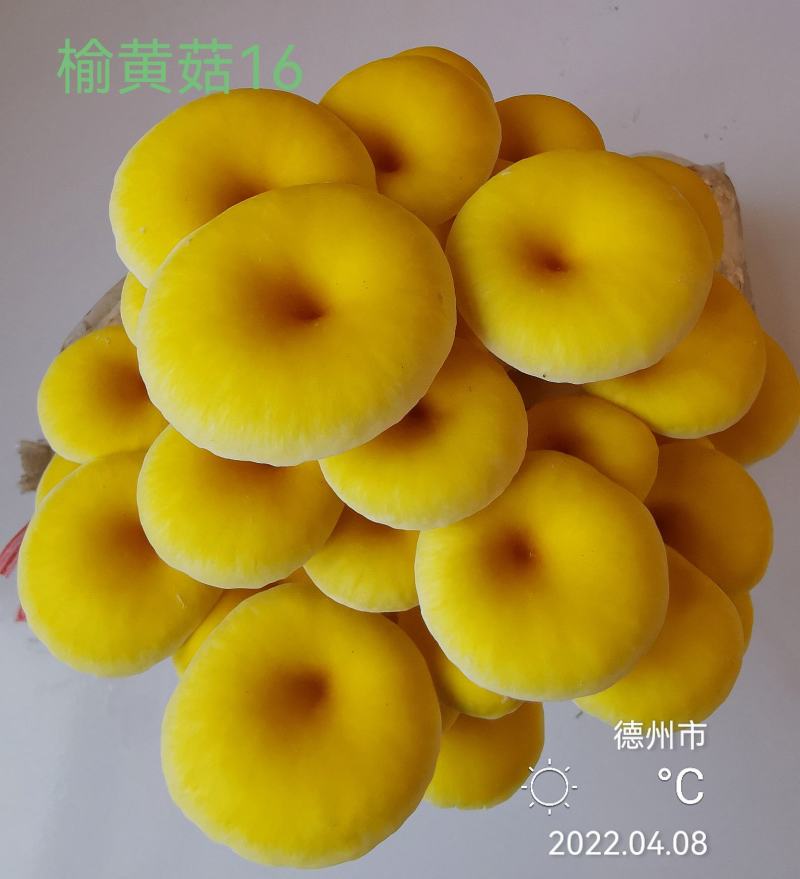 榆黄菇母种原种栽培种、菌包，栽培包成功