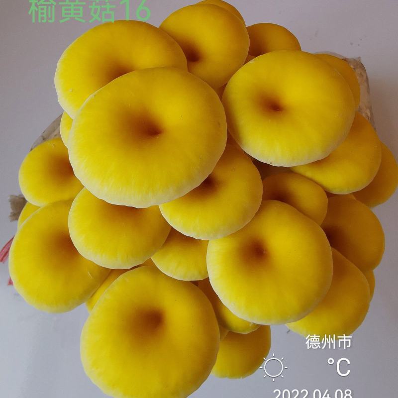 榆黄菇母种原种栽培种、菌包，栽培包成功