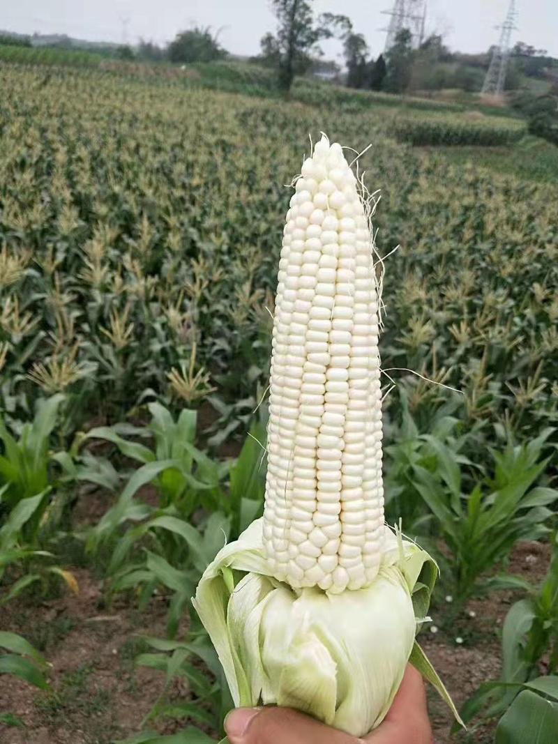 玉米上市了