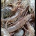 河虾草虾青虾小虾