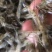 河虾草虾青虾小虾