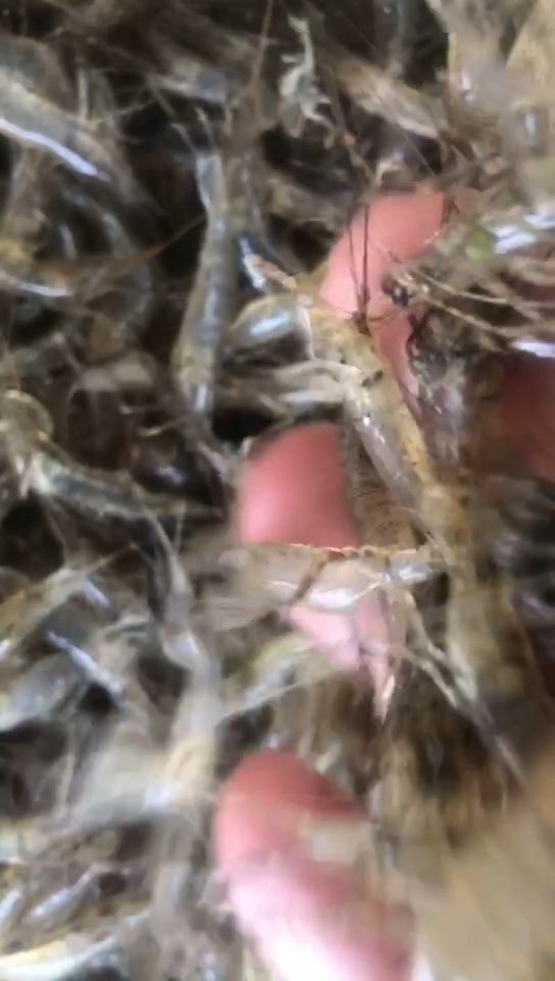 河虾草虾青虾小虾