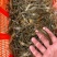 河虾草虾青虾小虾