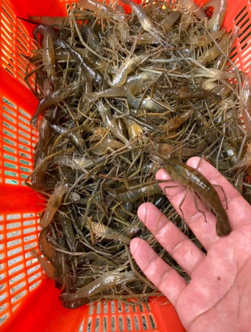 河虾草虾青虾小虾