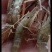 河虾草虾青虾小虾