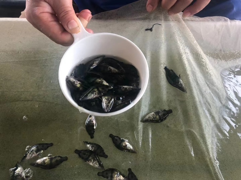 【推荐】精品鳜鱼苗苗场直供一手货源包成活可发班车