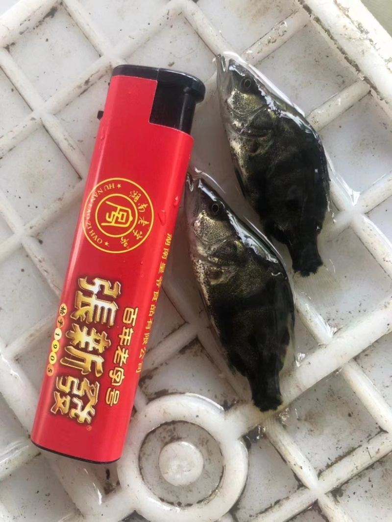 【推荐】精品鳜鱼苗苗场直供一手货源包成活可发班车
