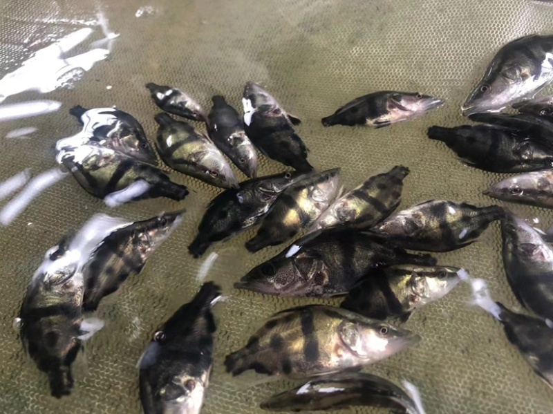 【推荐】精品鳜鱼苗苗场直供一手货源包成活可发班车