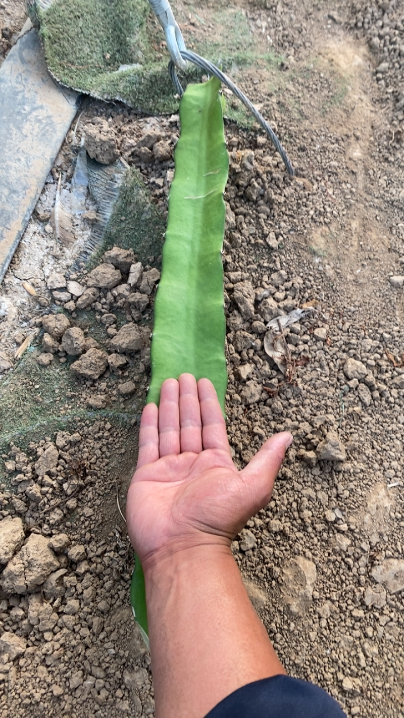 台湾红心火龙果苗
