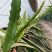 台湾红心火龙果苗