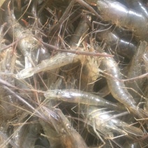 河虾草虾青虾小虾