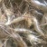 河虾草虾青虾小虾