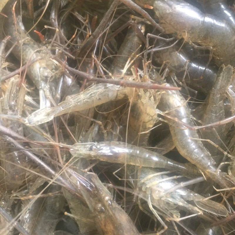 河虾草虾青虾小虾