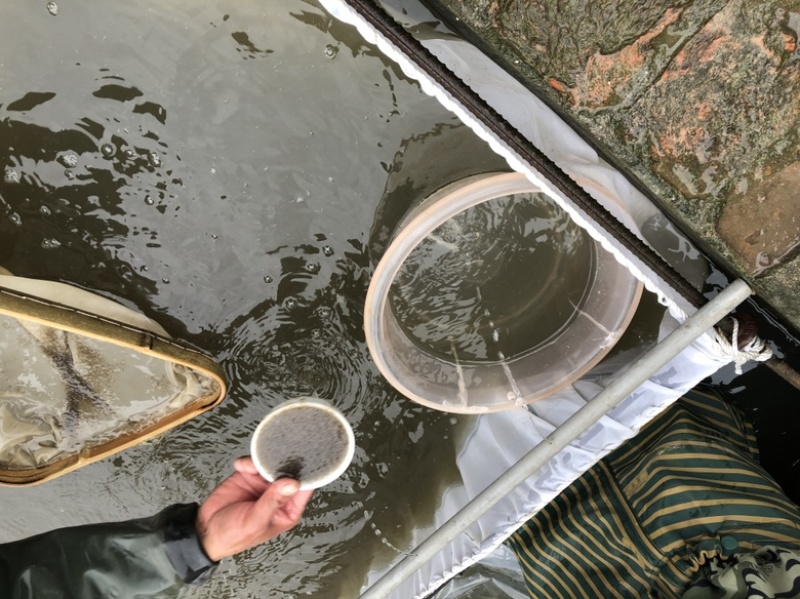 【推荐】精品鲫鱼水花保证数量可发班车专线物流量大