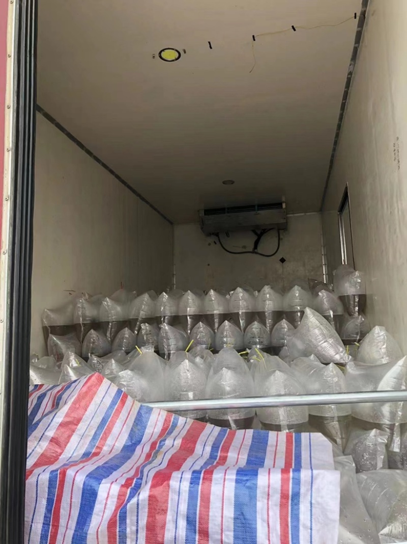 【推荐】精品鲫鱼水花保证数量可发班车专线物流量大