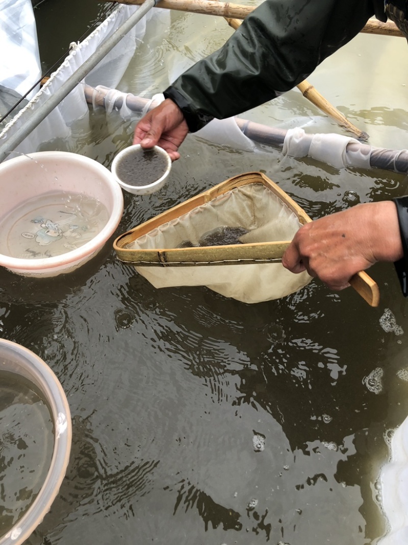 【推荐】精品鲫鱼水花保证数量可发班车专线物流量大