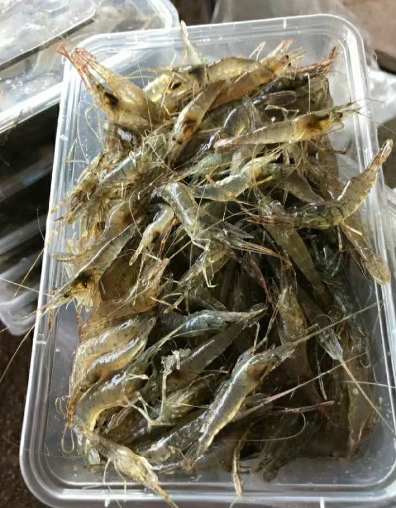 河虾草虾青虾小虾