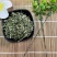 透骨草批发各种中药材质量保证各种草类齐全