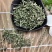透骨草批发各种中药材质量保证各种草类齐全