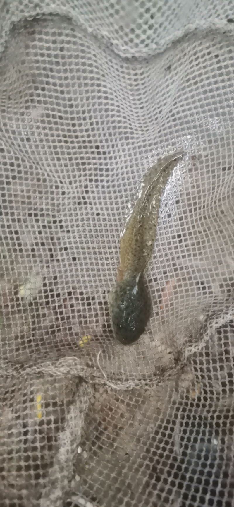 牛蛙小圆头