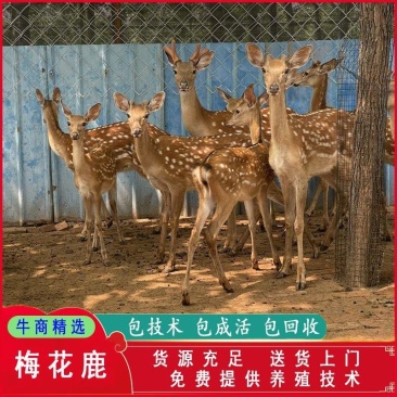 梅花鹿养殖活鹿苗小鹿幼崽亲人训化家养宠物小鹿景区观赏萌宠