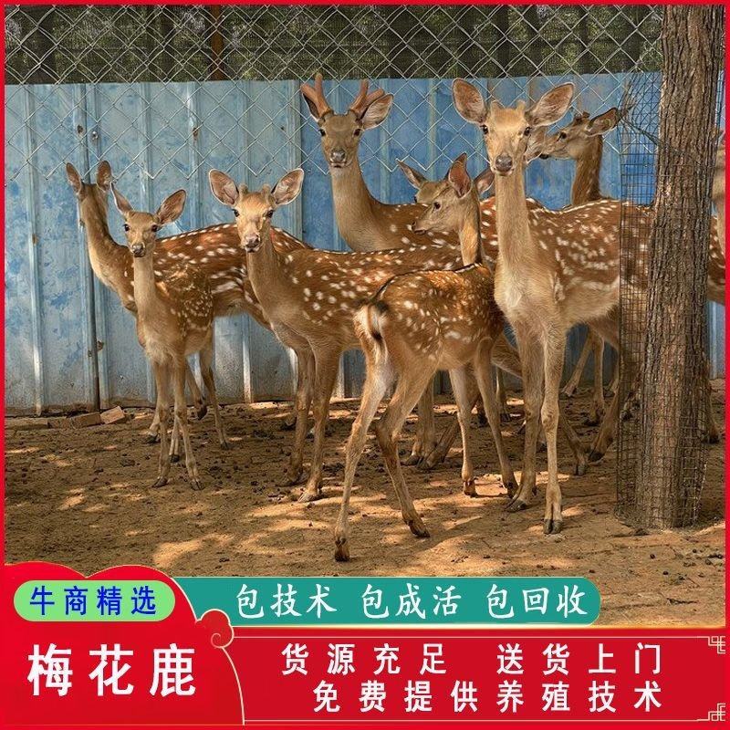 梅花鹿养殖活鹿苗小鹿幼崽亲人训化家养宠物小鹿景区观赏萌宠