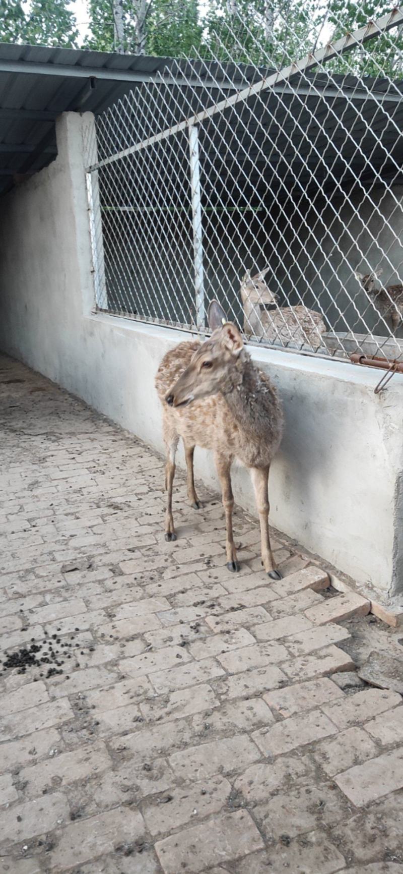 梅花鹿养殖活鹿苗小鹿幼崽亲人训化家养宠物小鹿景区观赏萌宠