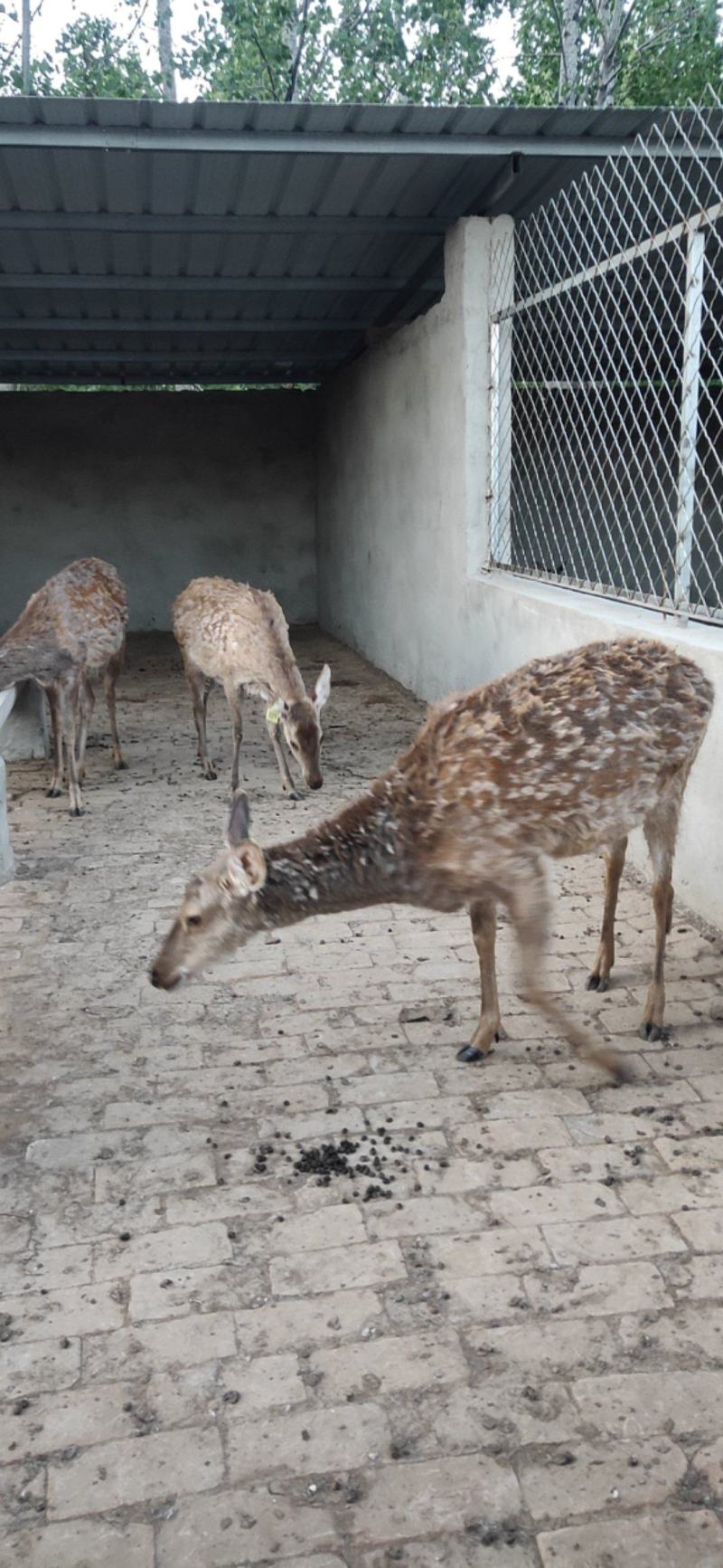 梅花鹿养殖活鹿苗小鹿幼崽亲人训化家养宠物小鹿景区观赏萌宠