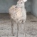 梅花鹿养殖活鹿苗小鹿幼崽亲人训化家养宠物小鹿景区观赏萌宠