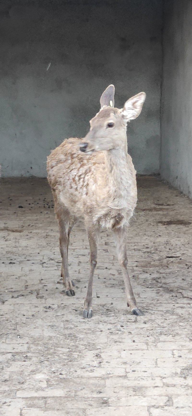 梅花鹿养殖活鹿苗小鹿幼崽亲人训化家养宠物小鹿景区观赏萌宠