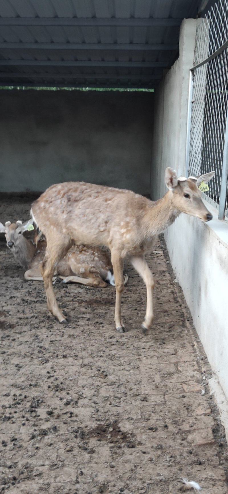 梅花鹿养殖活鹿苗小鹿幼崽亲人训化家养宠物小鹿景区观赏萌宠