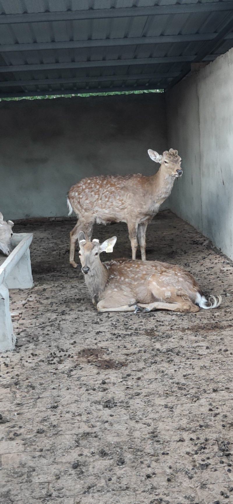 梅花鹿养殖活鹿苗小鹿幼崽亲人训化家养宠物小鹿景区观赏萌宠